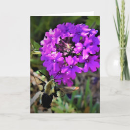 Hummingbird Moth & Verbena, kaart