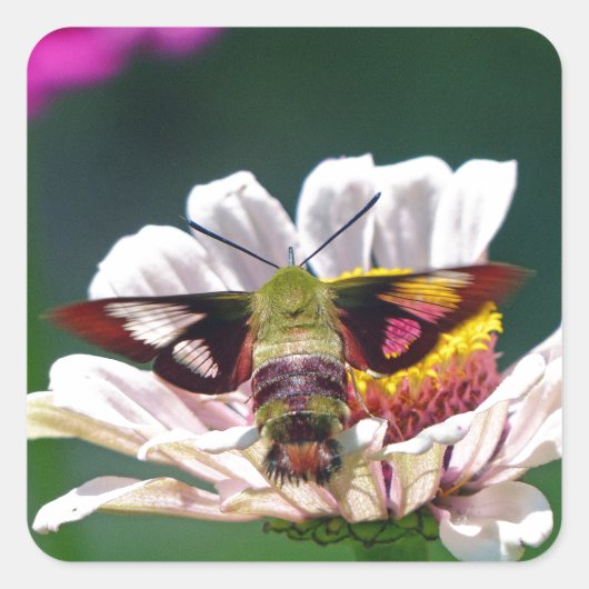 Hummingbird Moth Vierkante Sticker (Voorkant)
