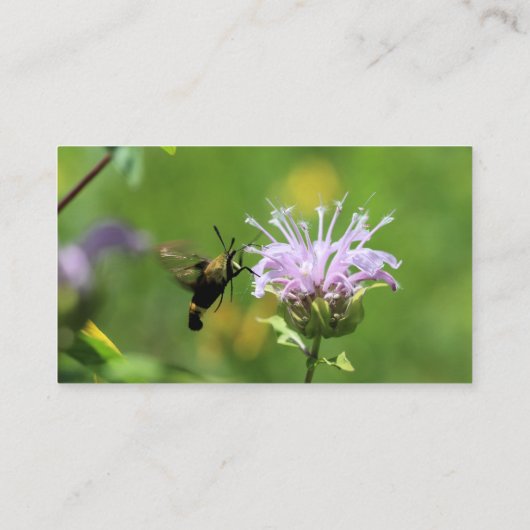 Hummingbird Moth Visitekaartje (Achterkant)