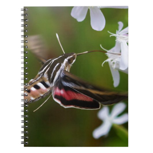 Hummingbird Moth Wire Journal Notitieboek (Voorkant)
