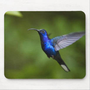 HUMMINGBIRD MUISMAT