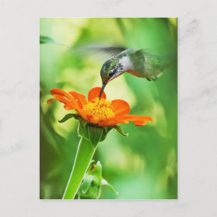 Hummingbird neemt een slop briefkaart