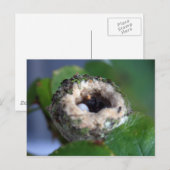 Hummingbird Nest Photography Briefkaart (Voorkant / Achterkant)