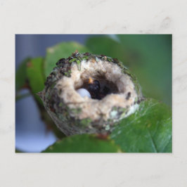 Hummingbird Nest Photography Briefkaart