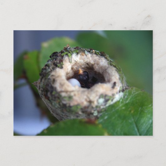Hummingbird Nest Photography Briefkaart (Voorkant)