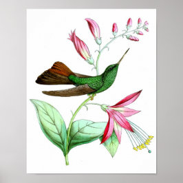 Hummingbird No.3 Antiek Natural History Print. Poster