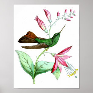 Hummingbird No.3 Antiek Natural History Print. Poster