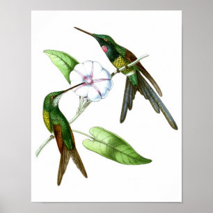 Hummingbird No.4 Antiek Natural History Print. Poster