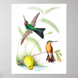 Hummingbird No.5 Antiek Natural History Print. Poster
