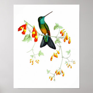 Hummingbird No.6 Antiek Natural History Print. Poster