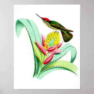 Hummingbird No.7 Antiek vogelpluche. Poster