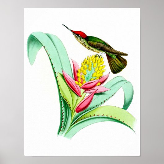 Hummingbird No.7 Antiek vogelpluche. Poster (Voorkant)