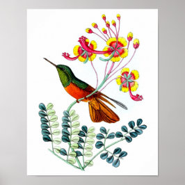 Hummingbird No.9 Antiek vogelpest Poster Print.