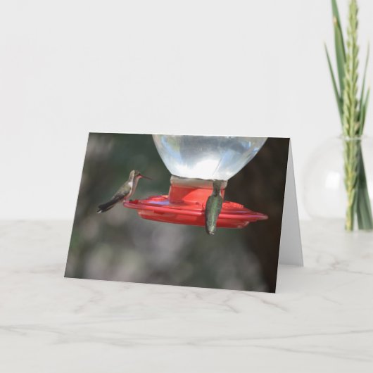 Hummingbird Notecard Kaart (Voorkant)