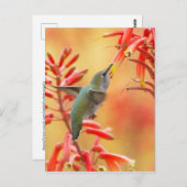 Hummingbird omringd door rode yucca briefkaart (Voorkant / Achterkant)