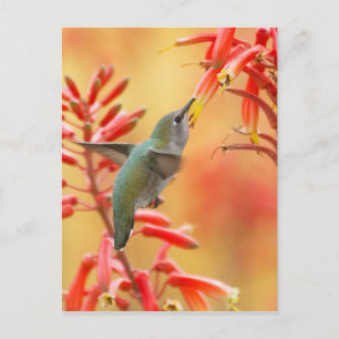 Hummingbird omringd door rode yucca briefkaart