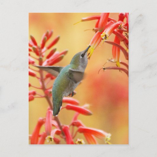 Hummingbird omringd door rode yucca briefkaart (Voorkant)