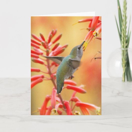 Hummingbird omringd door rode yucca feestdagen kaart (Voorkant)
