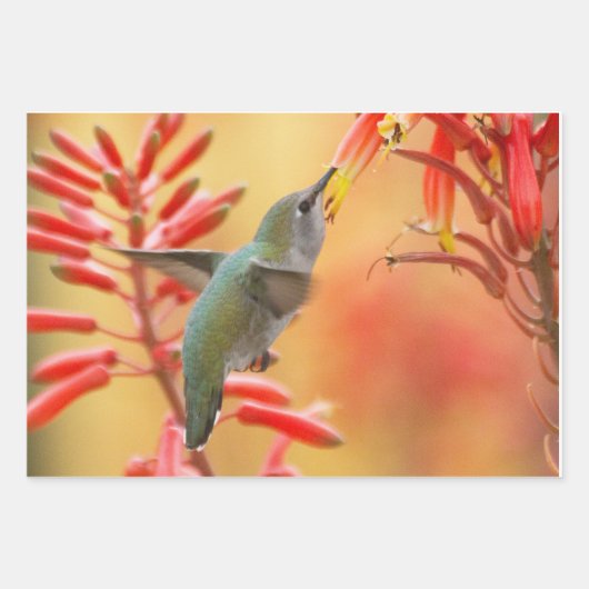 Hummingbird omringd door rode yucca inpakpapier vel (Voorkant 3)