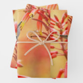 Hummingbird omringd door rode yucca inpakpapier vel (In situ)
