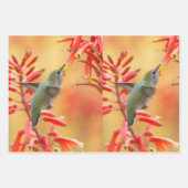 Hummingbird omringd door rode yucca inpakpapier vel (Voorkant)