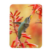 Hummingbird omringd door rode yucca magneet (Verticaal)