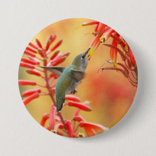 Hummingbird omringd door rode yucca ronde button 7,6 cm