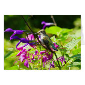 Hummingbird on Hummingbird Mint (Voorkant Horizontaal)