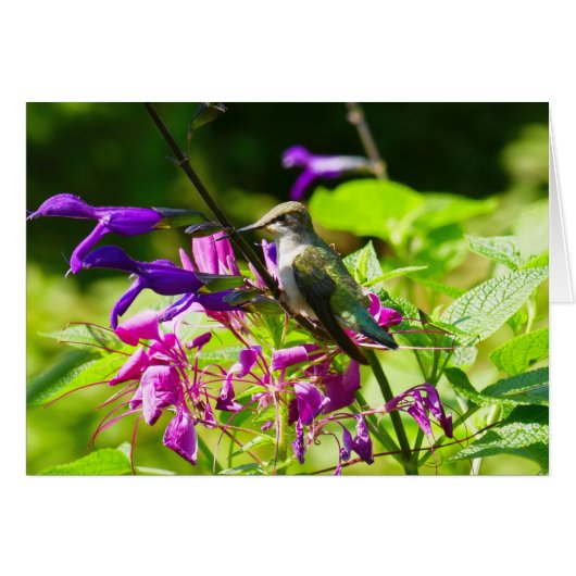 Hummingbird on Hummingbird Mint (Voorkant Horizontaal)