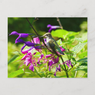 Hummingbird on Hummingbird Mint Briefkaart