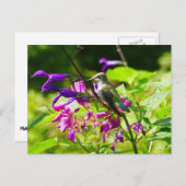 Hummingbird on Hummingbird Mint Briefkaart (Voorkant / Achterkant)
