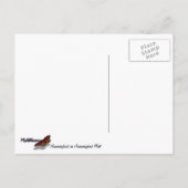 Hummingbird on Hummingbird Mint Briefkaart (Achterkant)