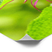 Hummingbird on Hummingbird Mint Poster (Hoek)