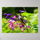 Hummingbird on Hummingbird Mint Poster (Voorkant)