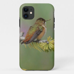 Hummingbird on pine iPhone 11 hoesje