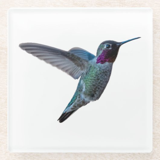 Hummingbird Onderzetter - Design A (Voorkant)