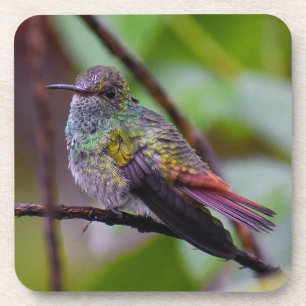 Hummingbird Onderzetter Originele foto Costa Rica