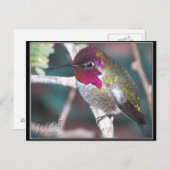 Hummingbird op Backyard Branch. Briefkaart (Voorkant / Achterkant)