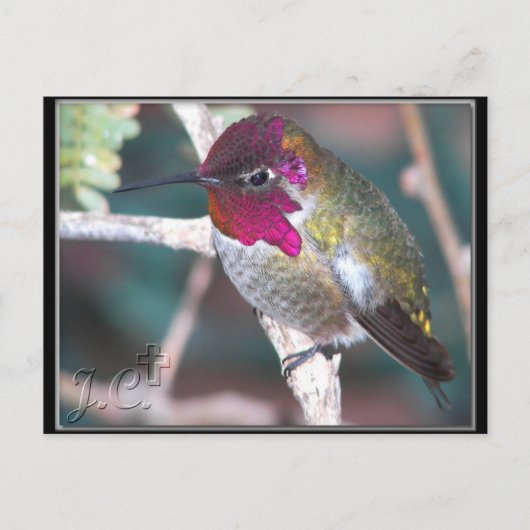 Hummingbird op Backyard Branch. Briefkaart (Voorkant)