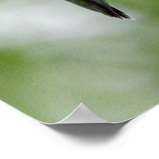 Hummingbird op Blue Salvia Poster (Hoek)