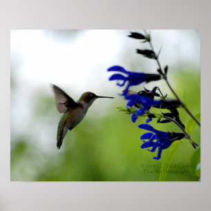 Hummingbird op Blue Salvia Poster