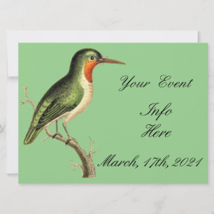 Hummingbird op Branch Thunder_Cove