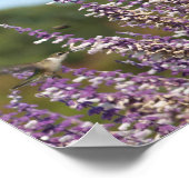 Hummingbird op een Mexicaans Sage Plant Draws Nect Poster (Hoek)