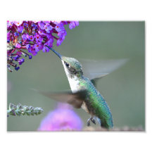 Hummingbird op een vlindervlieger struik