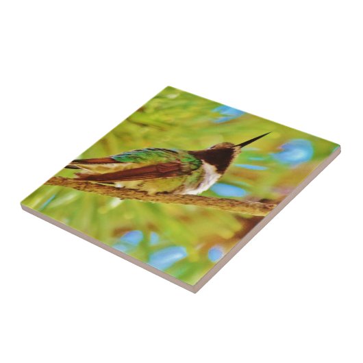 Hummingbird op evergreen tegeltje (Zijkant)