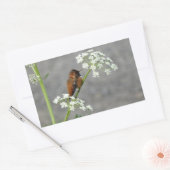 Hummingbird op koninginnenbloem rechthoekige sticker (Envelop)