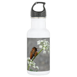 Hummingbird op koninginnenbloem waterfles
