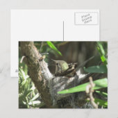 Hummingbird op Nest Briefkaart (Voorkant / Achterkant)
