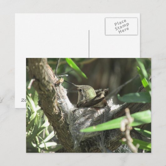 Hummingbird op Nest Briefkaart (Voorkant / Achterkant)
