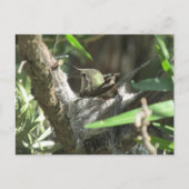 Hummingbird op Nest Briefkaart (Voorkant)